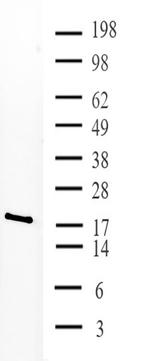 HP1 alpha Antibody in Western Blot (WB)