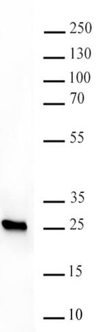 HP1 beta Antibody in Western Blot (WB)