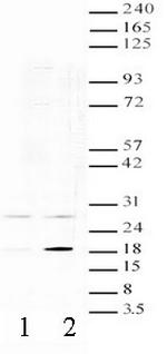 H3ac pan-acetyl (K9,K14,K18,K23,K27) Antibody in Western Blot (WB)