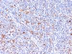 RCAS1/Estrogen Receptor Binding Site Associated, Antigen 9 Antibody in Immunohistochemistry (Paraffin) (IHC (P))