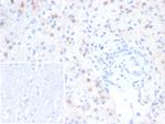 RCAS1/Estrogen Receptor Binding Site Associated, Antigen 9 Antibody in Immunohistochemistry (Paraffin) (IHC (P))