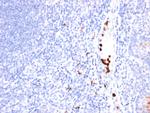 Myeloid-Associated Differentiation Marker (MYADM) Antibody in Immunohistochemistry (Paraffin) (IHC (P))