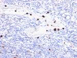 Myeloid-Associated Differentiation Marker (MYADM) Antibody in Immunohistochemistry (Paraffin) (IHC (P))