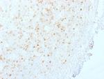 Aurora B (Proliferation Marker) Antibody in Immunohistochemistry (Paraffin) (IHC (P))