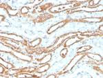 Aurora B (Proliferation Marker) Antibody in Immunohistochemistry (Paraffin) (IHC (P))