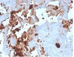 L-PLUNC Antibody in Immunohistochemistry (Paraffin) (IHC (P))