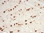 L-PLUNC Antibody in Immunohistochemistry (Paraffin) (IHC (P))