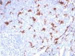 L-PLUNC Antibody in Immunohistochemistry (Paraffin) (IHC (P))