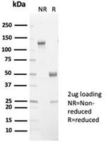 L-PLUNC Antibody in SDS-PAGE (SDS-PAGE)