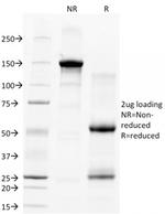 CD28 Antibody in SDS-PAGE (SDS-PAGE)