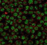 QKI/Protein Quaking Antibody in Immunocytochemistry (ICC/IF)