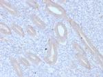 ATG5 Antibody in Immunohistochemistry (Paraffin) (IHC (P))