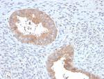 ATG5 Antibody in Immunohistochemistry (Paraffin) (IHC (P))