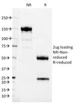 CD37 (Peripheral Mature B-Cell Marker) Antibody in SDS-PAGE (SDS-PAGE)