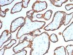 CD40/TNFRSF5/CD40L-Receptor Antibody in Immunohistochemistry (Paraffin) (IHC (P))