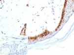 KLK4/Kallikrein related peptidase 4 Antibody in Immunohistochemistry (Paraffin) (IHC (P))