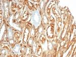 CD59/Complement Regulatory Protein/Protectin Antibody in Immunohistochemistry (Paraffin) (IHC (P))