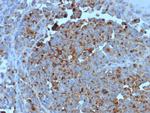 CD63 (Late Endosomes Marker) Antibody in Immunohistochemistry (Paraffin) (IHC (P))