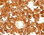 CD63 (Late Endosomes Marker) Antibody in Immunohistochemistry (Paraffin) (IHC (P))