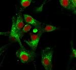 CD63 (Late Endosomes Marker) Antibody in Immunocytochemistry (ICC/IF)