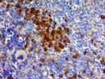 CD63 (Late Endosomes Marker) Antibody in Immunohistochemistry (Paraffin) (IHC (P))