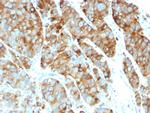 CD63 (Late Endosomes Marker) Antibody in Immunohistochemistry (Paraffin) (IHC (P))