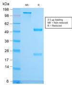 CD79b Antibody in SDS-PAGE (SDS-PAGE)