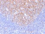CD81/TAPA-1 Antibody in Immunohistochemistry (Paraffin) (IHC (P))