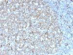 CD81/TAPA-1 Antibody in Immunohistochemistry (Paraffin) (IHC (P))