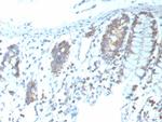 CD151 Antibody in Immunohistochemistry (Paraffin) (IHC (P))