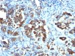 Cdc20 (Cell Division Cycle Protein 20) Antibody in Immunohistochemistry (Paraffin) (IHC (P))