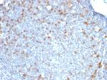 Cdc20 (Cell Division Cycle Protein 20) Antibody in Immunohistochemistry (Paraffin) (IHC (P))