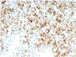 Cdc20 (Cell Division Cycle Protein 20) Antibody in Immunohistochemistry (Paraffin) (IHC (P))