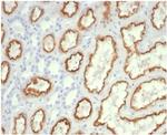 Cdc20 (Cell Division Cycle Protein 20) Antibody in Immunohistochemistry (Paraffin) (IHC (P))