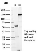 Cdc20 (Cell Division Cycle Protein 20) Antibody in SDS-PAGE (SDS-PAGE)