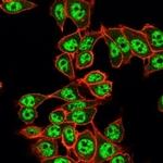 Y14/RBM8A Antibody in Immunocytochemistry (ICC/IF)