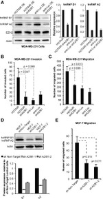 beta Actin Antibody in Western Blot (WB)