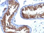 Major Vault Protein (MVP) Antibody in Immunohistochemistry (Paraffin) (IHC (P))