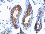 Major Vault Protein (MVP) Antibody in Immunohistochemistry (Paraffin) (IHC (P))