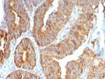 TNFS15/VEGI (Vascular Endothelial Growth Inhibitor) Antibody in Immunohistochemistry (Paraffin) (IHC (P))