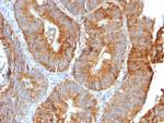 TNFS15/VEGI (Vascular Endothelial Growth Inhibitor) Antibody in Immunohistochemistry (Paraffin) (IHC (P))