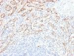 TNFS15/VEGI (Vascular Endothelial Growth Inhibitor) Antibody in Immunohistochemistry (Paraffin) (IHC (P))