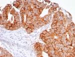 TNFS15/VEGI (Vascular Endothelial Growth Inhibitor) Antibody in Immunohistochemistry (Paraffin) (IHC (P))