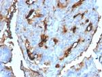 Cell Division Cycle 34 homolog Antibody in Immunohistochemistry (Paraffin) (IHC (P))