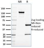 Cell Division Cycle 34 homolog Antibody in SDS-PAGE (SDS-PAGE)