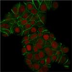 E-Cadherin (CDH1)/CD324 (Intercellular Junction Marker) Antibody in Immunocytochemistry (ICC/IF)