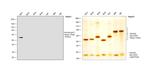 Human IgG1 Fc Secondary Antibody in Western Blot (WB)