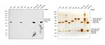 Human IgG1 Fc Secondary Antibody in Western Blot (WB)