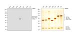 Human IgG4 Fc Secondary Antibody