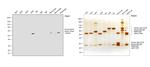 Human IgG4 Fc Secondary Antibody in Western Blot (WB)